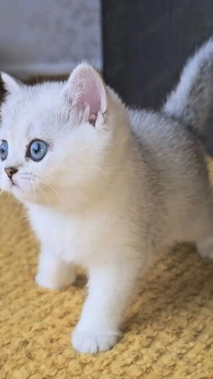 British shorthair chinchilla silver  - imagine 2