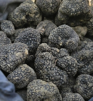 Vand femela lagotto dresata la trufa alba si neagra   - imagine 2