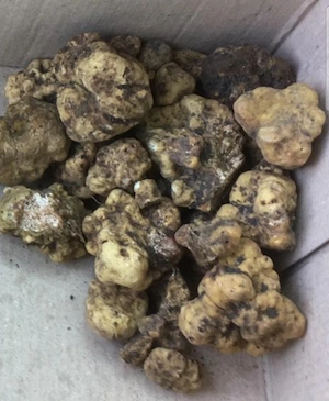 Vand femela lagotto dresata la trufa alba si neagra   - imagine 4