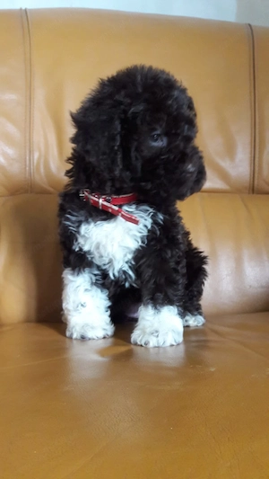 Vand caini de trufe ( pui ) lagotto romagnolo din parinti culegători 