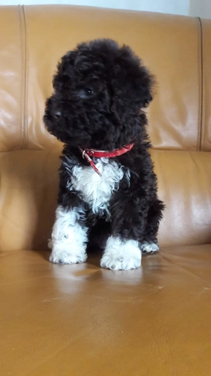 Vand caini de trufe ( pui maro cu alb ) lagotto romagnolo din parinti culegători  - imagine 3