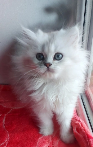 pisici british shorthair si scotish fold - imagine 5