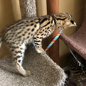Pui de serval (femelă)