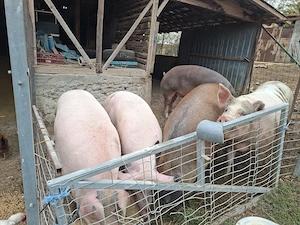 Porci de vanzare