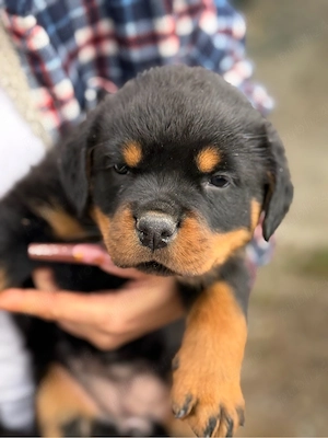 vand doua fete de rottweiler