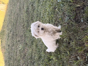 Bichon Maltez De Vanzare - imagine 2