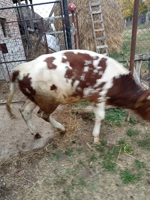 vând vițel de trei luni