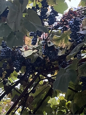 struguri pt vin sau palinca  1,50 ron 