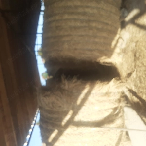 Baloți mari de 1.80 înălțime circa 500 600 kg din semănătură