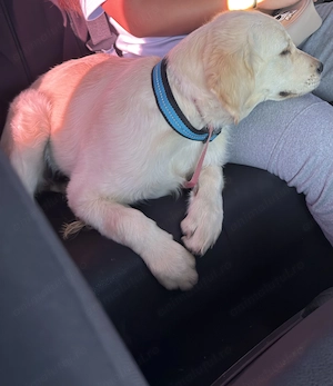 Golden retriever 5 lunițe - imagine 2
