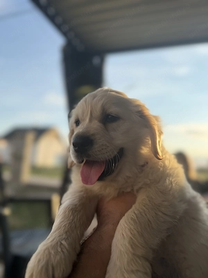 Golden retriever 5 lunițe - imagine 3