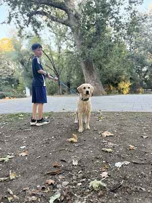 Golden retriever 5 lunițe