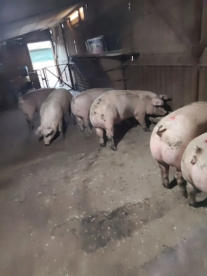 Porci de craciun porci de carne 110-250 kg crescuți cu porumb grau natural 