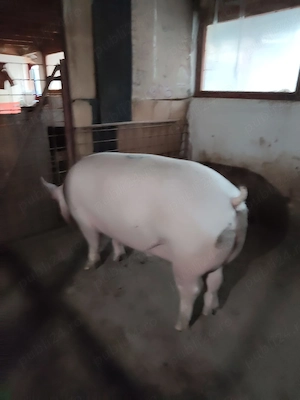 Porci pt Craciun sau pt taiat 110-250 kg crescut natural