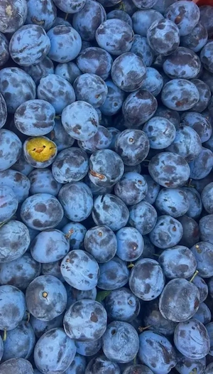 Prune pentru țuică 