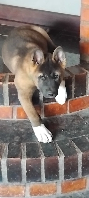 Vănd căței Akita inu
