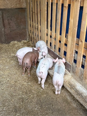 Purcei Duroc cu Landrace de vanzare - imagine 2