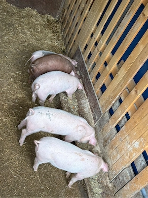 Purcei Duroc cu Landrace de vanzare - imagine 4