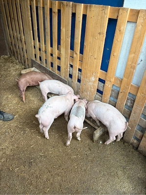 Purcei Duroc cu Landrace de vanzare - imagine 5