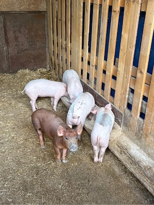 Purcei Duroc cu Landrace de vanzare - imagine 3