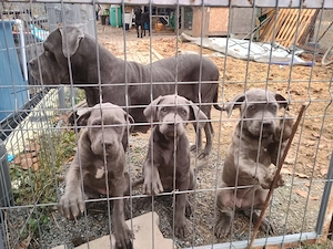 Cane Corso disponibili