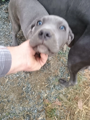 Cane Corso disponibili - imagine 3
