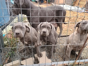 Cane Corso disponibili - imagine 2