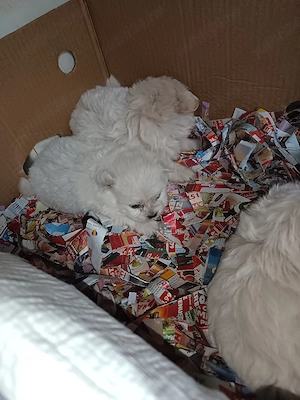 Puiuti Pomeranian cu Bichon, talie mica