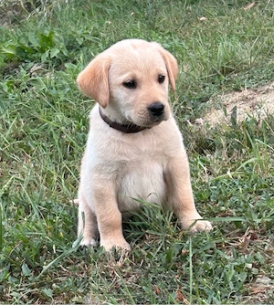 pui de labrador - imagine 2