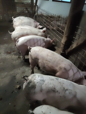 Porci pt Craciun crescut natural 110-250 kg 