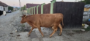 vaca de vânzare 