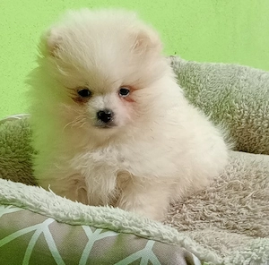 Pomeranian 