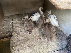pui de păun arlechin - standard !