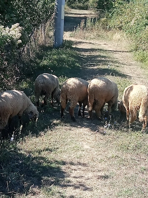 vând miei pentru tăiat 