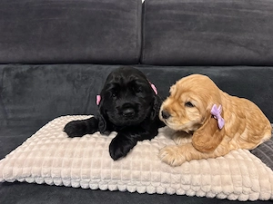 Cocker Spaniel