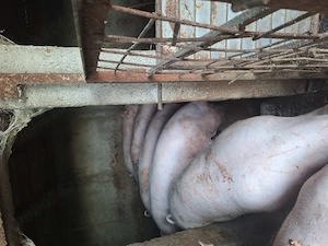 Vand porci 
