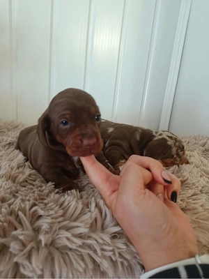 Tekkel masculi chioko si harlekin pt rezervare 
