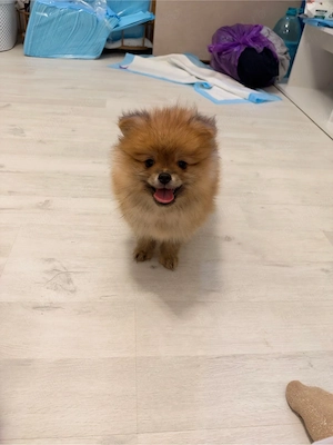 Pui Pomeranian orange superb- crescator