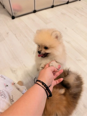 Pui pomeranian mascul crem - imagine 5