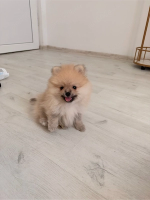 Pui pomeranian mascul crem