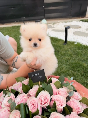 Pomeranian extra mic crem - imagine 3