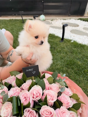 Pomeranian extra mic crem - imagine 4