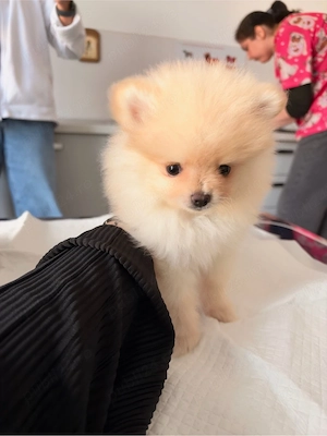 Pomeranian extra mic crem - imagine 2