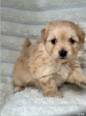 Bichon apricot baietel