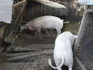 Vand porci de aproximativ 150kg Marele alb - imagine 3