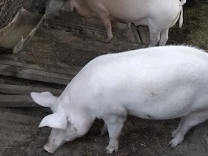 Vand porci de aproximativ 150kg Marele alb - imagine 4