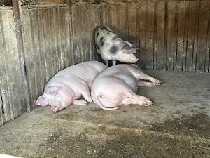 Vand Porci 50-300kg - imagine 2
