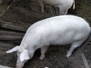 Vand porci de aproximativ 150kg Marele alb - imagine 2