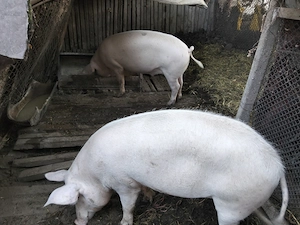 Vand porci de carne Marele Alb - imagine 5
