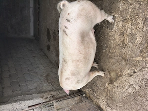Purcea de vânzare 